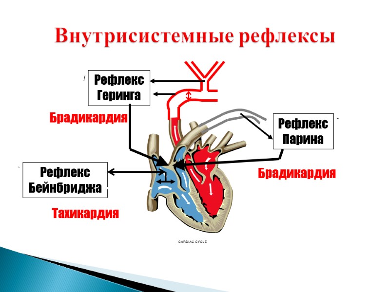 Внутрисистемные рефлексы Рефлекс Бейнбриджа Тахикардия Рефлекс Геринга Брадикардия Рефлекс Парина Брадикардия